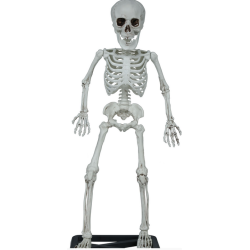Stende Skelet 55cm