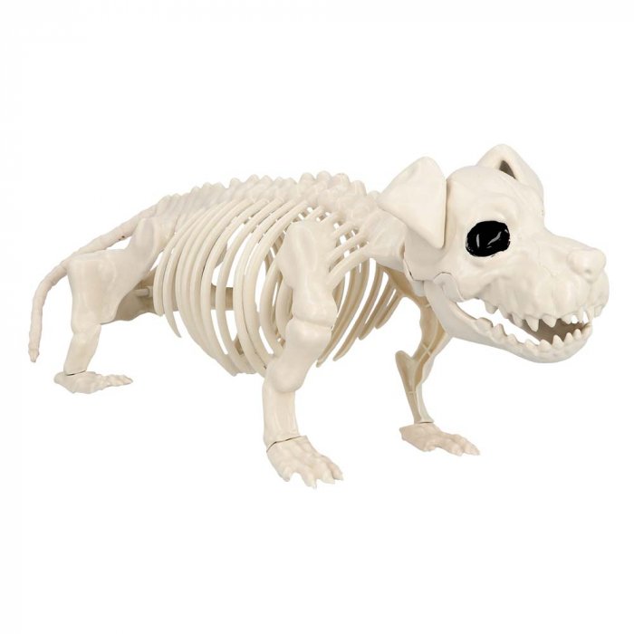 Skelet | Køb Skelt hund