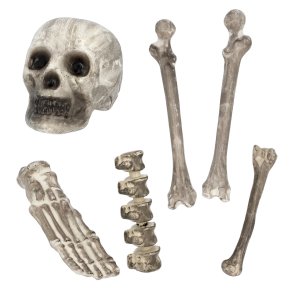 S�t med 6 Kranie- & Skeletdele
