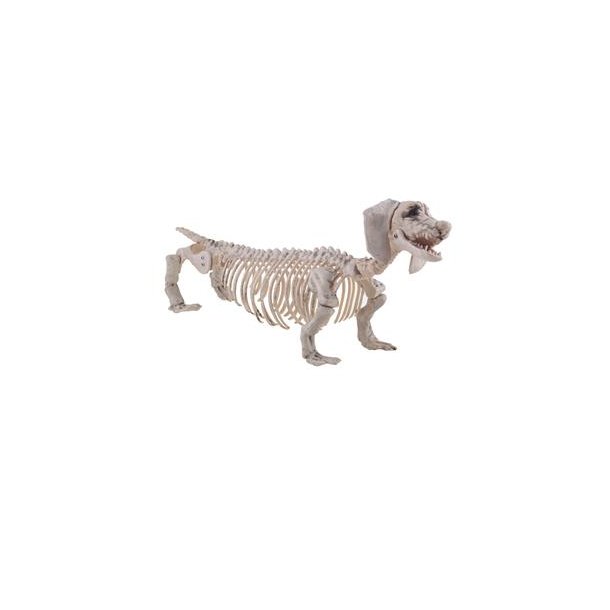 Skelet Gravhund