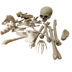 Skelettben i i sck - stor