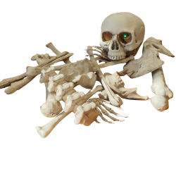 Skelet knogler i sk - Lille