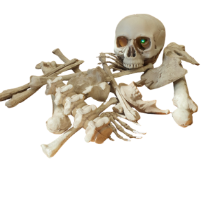 Skelet knogler i sk - Lille