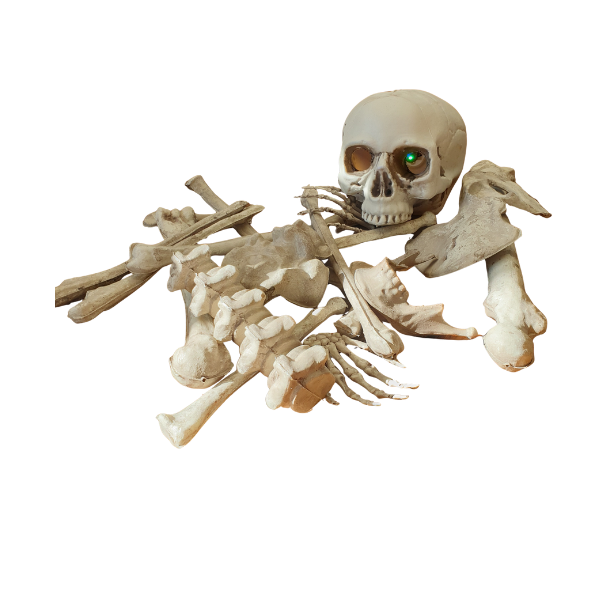 Skelet knogler i sk - Lille