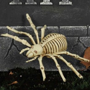 Skelet edderkop