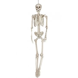 Kmpe Skelet 160 cm i kraftig plast