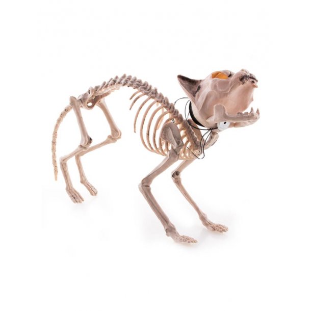 Skelet kat med lys og | Køb katte skelet halloween