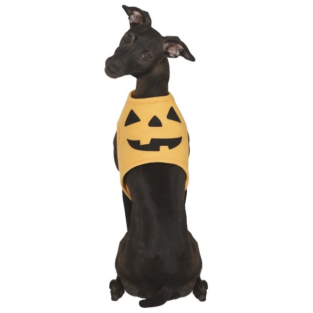 Halloween Hundedragt som grskar