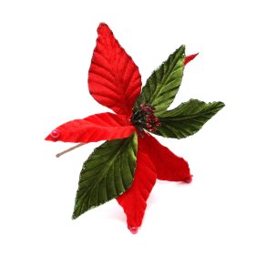 Julestjerne blomst p stilk