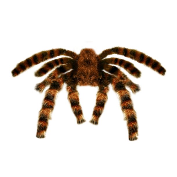 Edderkop 65cm i sort-brun