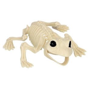 Skelet fr�